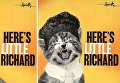 Художница Альфра Мартини создала серию обложек альбомов, на которых заменила исполнителей котятами