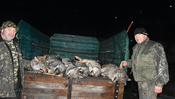 Волки, убитые охотниками в Закарпатье
