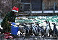 Рождество в зоопарке Лондона. Пингвины