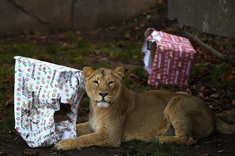 Рождество в зоопарке Лондона. Львица