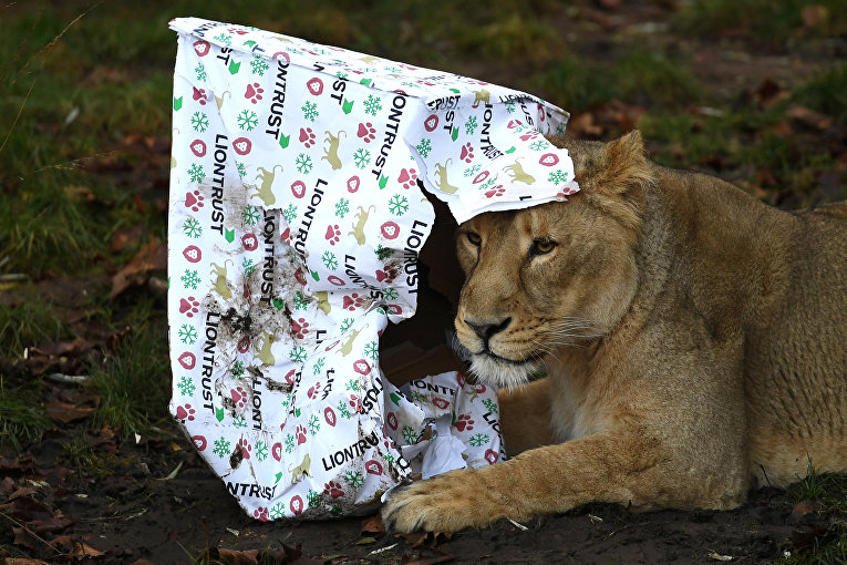 Рождество в зоопарке Лондона. Львица