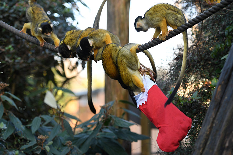 Рождество в зоопарке Лондона. Обезьяны
