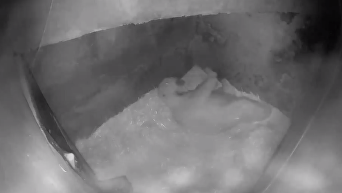 В николаевском зоопарке родился белый медвежонок. Видео