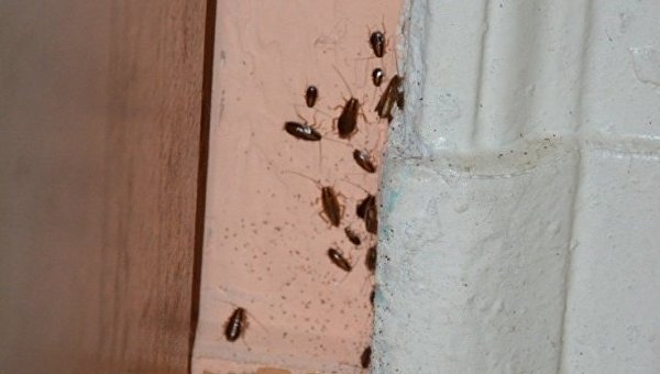 Тараканы в доме престарелых в Ивано-Франковской области