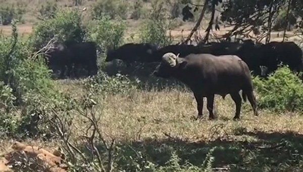 Схватка буйвола и льва в ЮАР