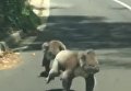 Драка коал на дороге