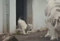 Тигренок испугал взрослого хищника в Японии. Видео