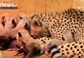 Самка гепарда в зоопарке в США родила рекордное число детенышей