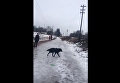 Не дождался МЧС. Россиянин спас собаку, провалившуюся под лед. Видео