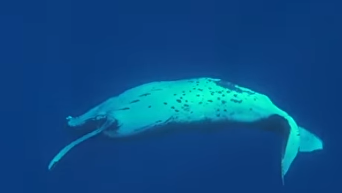 Обнародованы уникальные кадры, как кит спас женщину от акулы. Видео