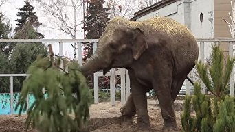 Слон играется елками в Харьковском зоопарке