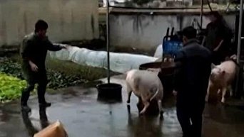 В Китае свинья набросилась на мясника и спасла собрата. Видео