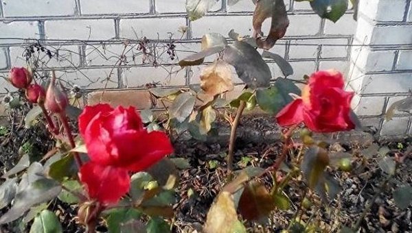 В Днепре расцвели розы среди января