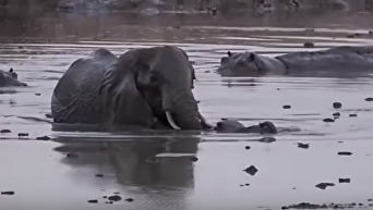 Защита детеныша. Атака слонихи на бегемотов попало на видео. Видео