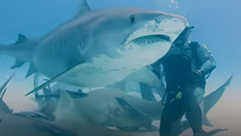 Появилось видео, как дайверы кормили с рук беременную акулу. Видео