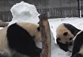 В Канаде панды беспощадно уничтожили снеговика. Видео