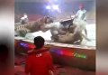 В китайском цирке лев и тигр набросились на лошадь. Видео