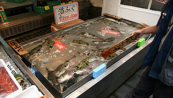 Рыба фугу на японском рынке
