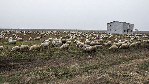 Овцы разрушили систему противоракетной обороны НАТО в Румынии