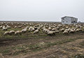 Овцы разрушили систему противоракетной обороны НАТО в Румынии