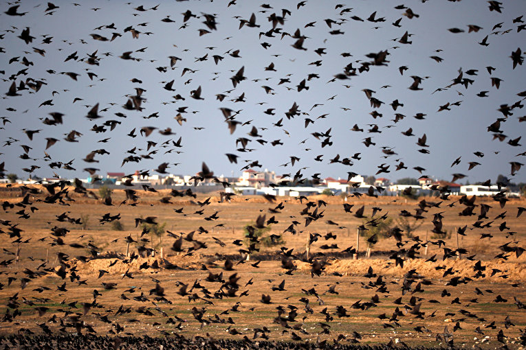 Торнадо из птиц. Миграция скворцов в Израиле