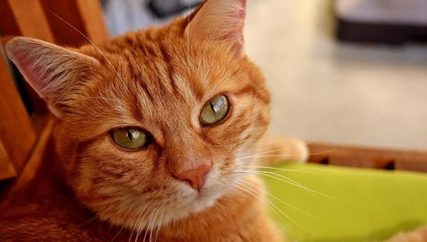 В Италии кот по кличке Джерри унаследовал от хозяйки 30 тысяч евро