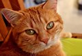 В Италии кот по кличке Джерри унаследовал от хозяйки 30 тысяч евро