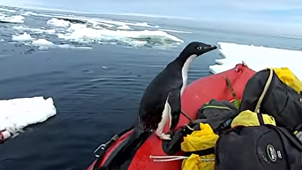 Антарктический стиль. Прыжок пингвина в лодку к ученым попал на видео. Видео