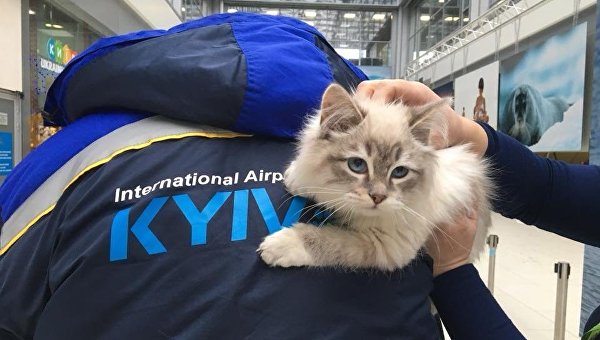 Брошенная кошечка в аэропорту Киев