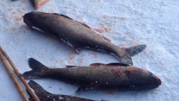 На озере в Киеве зафиксирован массовый мор рыбы