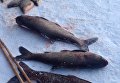На озере в Киеве зафиксирован массовый мор рыбы