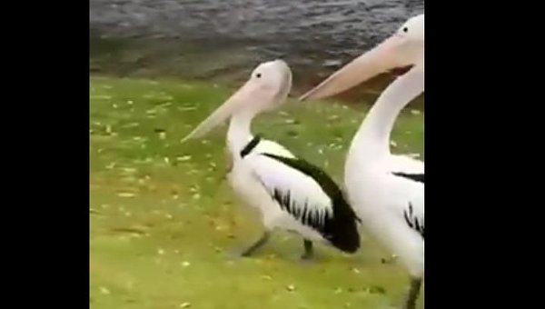Пеликан с ножом в шее поверг австралийцев в шок. Видео