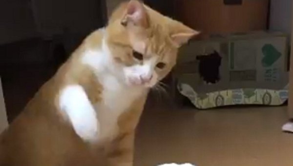 Японский кот умудрился проиграть схватку с меленьким снеговиком