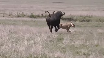 Туристы в Кении стали свидетелями охоты львов на буйволов. Видео