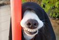 Собака-улыбака из Таиланда стала новым хитом сети