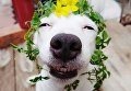 Собака-улыбака из Таиланда стала новым хитом сети