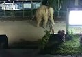 Слон нелегально пересек границу Лаоса и Китая. Видео