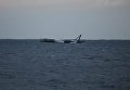 Упавшая в океан ракета SpaceX