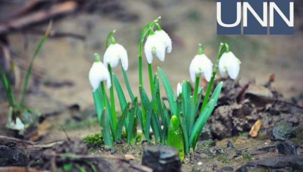 В Ужгороде из-за аномально-теплой погоды в феврале зацвели первые весенние цветы
