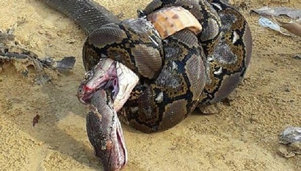 Питон и кобра убили друг друга во время схватки