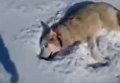 Мертвого волка сняли на видео. Видео