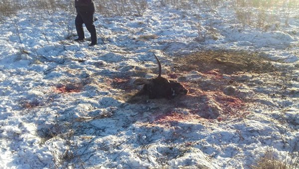 В Житомирской области браконьеры убили краснокнижного лося