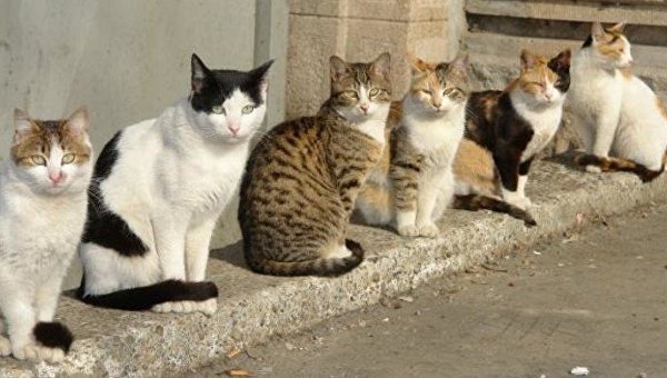 Коты на улице