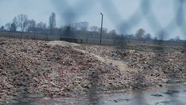 Отходы производства курятины в Киевской области