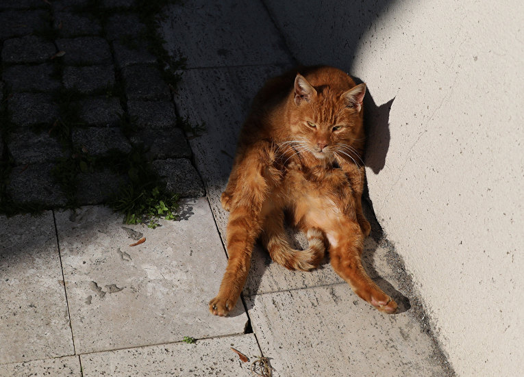 Коты в Стамбуле