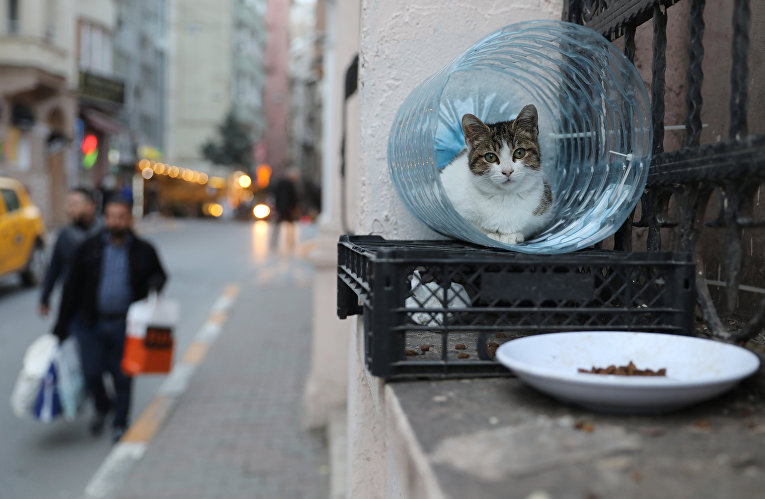 Коты в Стамбуле