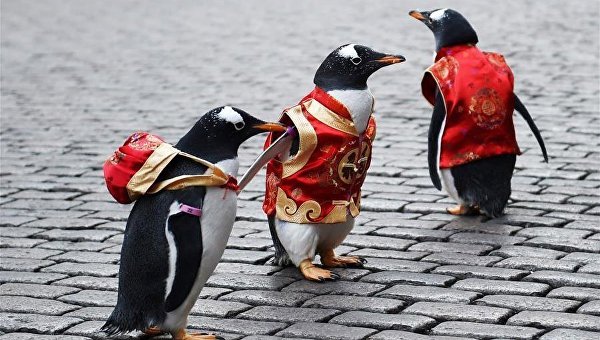 Нарядные пингвины в Китае