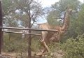Жираф упал после освбождения
