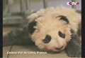 Юань Мэн, первый мальчик-панда, родившийся во Франции