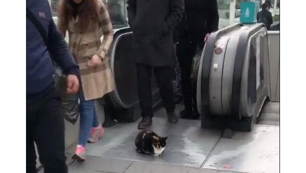 В центре Стамбула кот заблокировал выход с эскалатора